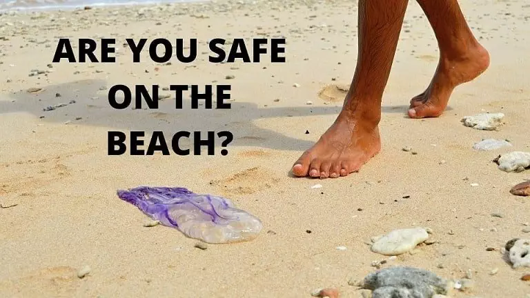 ARE YOU SAFE ON THE DENMARK BEACH? MEETING WITH A JELLYFISH…..